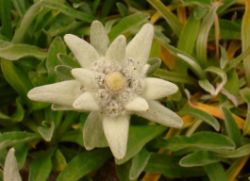 2013-08-18_Regina-F-Rau_Schachen_Blumen  (078).JPG
